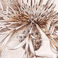 Centaurea flower - dip pen, brush and ink