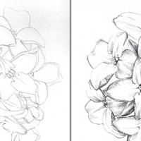 How to draw a cluster of flowers - step by step