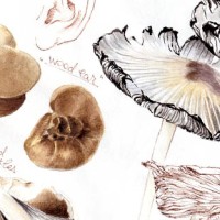 Botanical journaling - June Mushrooms
