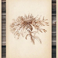 Botanical Art Drawings - Centaurea Series