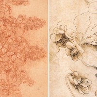 How to Draw Flowers like Leonardo da Vinci