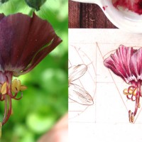 Daily Sketches - June 30 Flowers - 5. Geranium phaeum