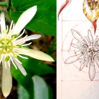 Daily Sketches - 19. Passiflora