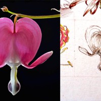 Daily Sketches - June 30 Flowers - 9. Lamprocapnos spectabilis