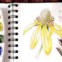Botanical Journal - Sketching a coneflower