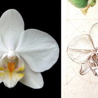 Sketching Flowers - 21. Phalaenopsis orchid