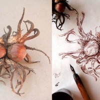 Drawing Tutorials - Hazelnuts