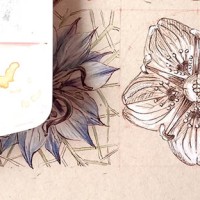 Sketching Flowers - 23. Parnassia palustris